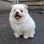 Puppy reu wit Keeshond, Dieren en Toebehoren, Reu, 8 tot 15 weken, Eén hond, Nederland