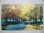 Ansichtkaart ansicht kaart postcard card USA Autumn splendor, Verzamelen, Ophalen of Verzenden, 1940 tot 1960, Gelopen, Buiten Europa