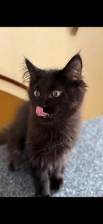 Kruising maincoon/ ragdoll, Poes, Gechipt