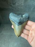 Megalodon haaientand fossiel 11.1 centimeter, Verzamelen, Mineralen en Fossielen, Ophalen of Verzenden, Fossiel