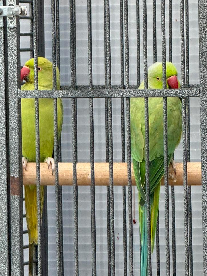 Koppel halsbandparkieten, Dieren en Toebehoren, Vogels | Parkieten en Papegaaien, Parkiet, Meerdere dieren
