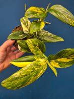 Monstera Standleyana Aurea Variegata p12 (2)