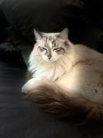 Mooie en lieve mainecoon ragdoll kater zoekt rustig thuis, Kater, Gechipt, 3 tot 5 jaar