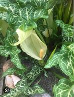 Italiaanse aronskelk  vaste planten, Ophalen of Verzenden, Voorjaar, Halfschaduw, Bloembol