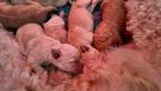 Labradoodle pups Abrikoos multigen volledig getest, Rabiës (hondsdolheid), Overige rassen, 8 tot 15 weken, Meerdere