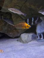 Altolamprologus Compressiceps Gold Head Kantalamba, Vis