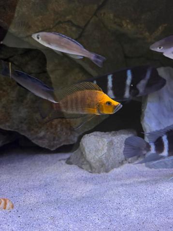 Altolamprologus Compressiceps Gold Head Kantalamba beschikbaar voor biedingen