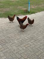 Grote welsummers, Meerdere dieren, Kip