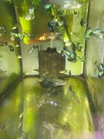 OP=OP Actie Green dragon dumbo ear gup,guppen, Vis, Zoetwatervis