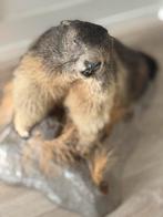 Opgezette Alpenmarmot - Bergmarmot, Ophalen