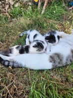 Lieve stoere boerderijkittens, Meerdere dieren