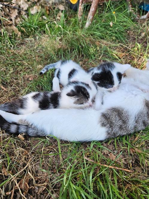 Lieve stoere boerderijkittens, Dieren en Toebehoren, Katten en Kittens | Overige Katten, Meerdere dieren