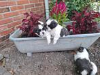 Nog 3 Prachtige lieve boomer pups Beschikbaar, Rabiës (hondsdolheid), Overige rassen, 8 tot 15 weken, Meerdere