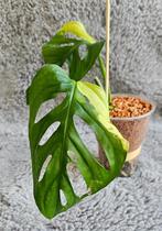 Monstera Adansoni Variegata, Huis en Inrichting, Kamerplanten, Overige soorten, Minder dan 100 cm, Ophalen, Groene kamerplant