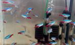 Neon tetra €1,50 10 voor 13,50, Dieren en Toebehoren, Vissen | Aquariumvissen, Zoetwatervis, Schoolvis, Vis