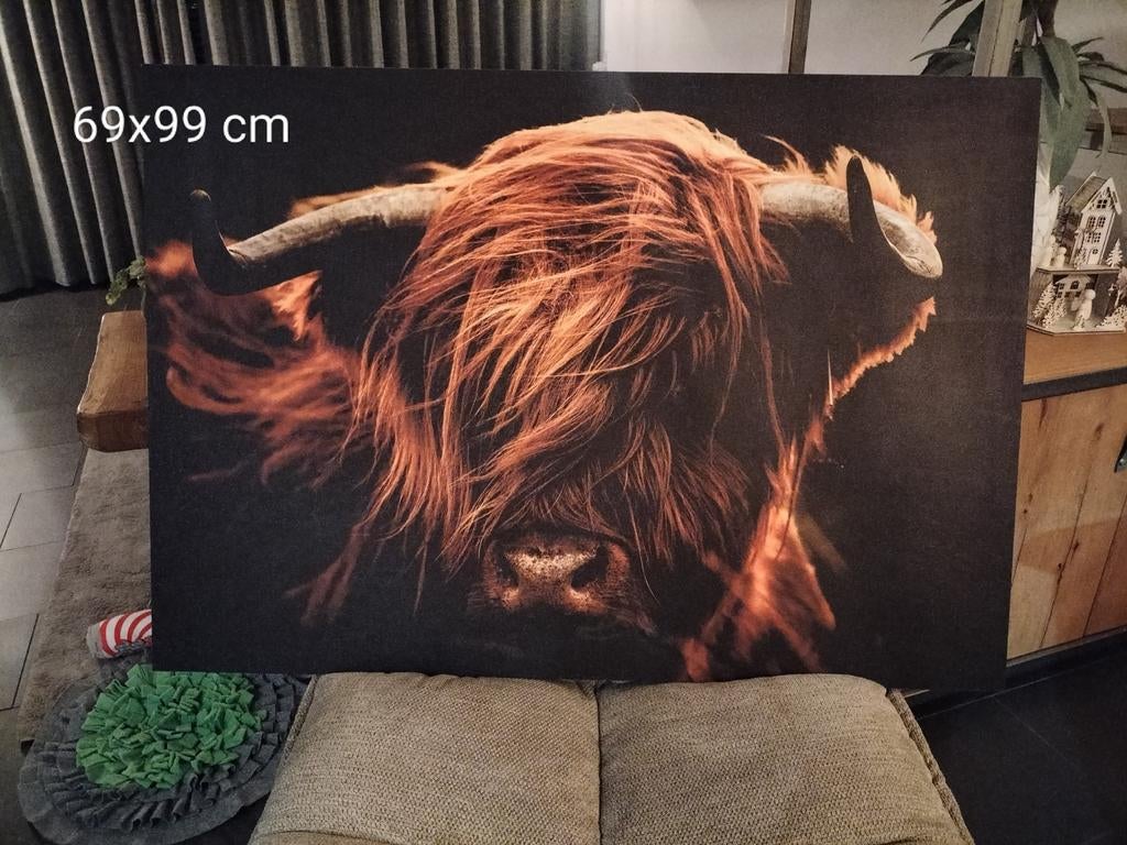 Schotse Hooglander schilderij canvas/hout 69x99 cm, Ophalen, Oorspronkelijke maker, 75 tot 100 cm, 75 cm of meer