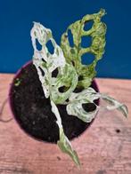 Monstera Adansonii Mint p10 (3)