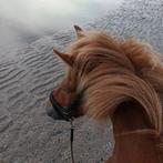 Recreatieve bijrijder gezocht, Dieren en Toebehoren, Paarden en Pony's | Verzorgingsproducten, Ophalen, Zo goed als nieuw