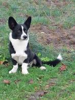 Corgi dekreu, Dieren en Toebehoren, Honden | Dekreuen, Reu, Eén hond, 3 tot 5 jaar, Nederland