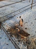 Ganzen, Dieren en Toebehoren, Pluimvee, Meerdere dieren, Gans of Zwaan