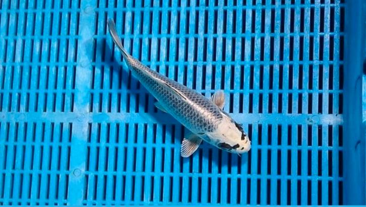 11x Prachtige Japanse koi collectie zie foto''s, Dieren en Toebehoren, Vissen | Vijvervissen, Karper of Koi