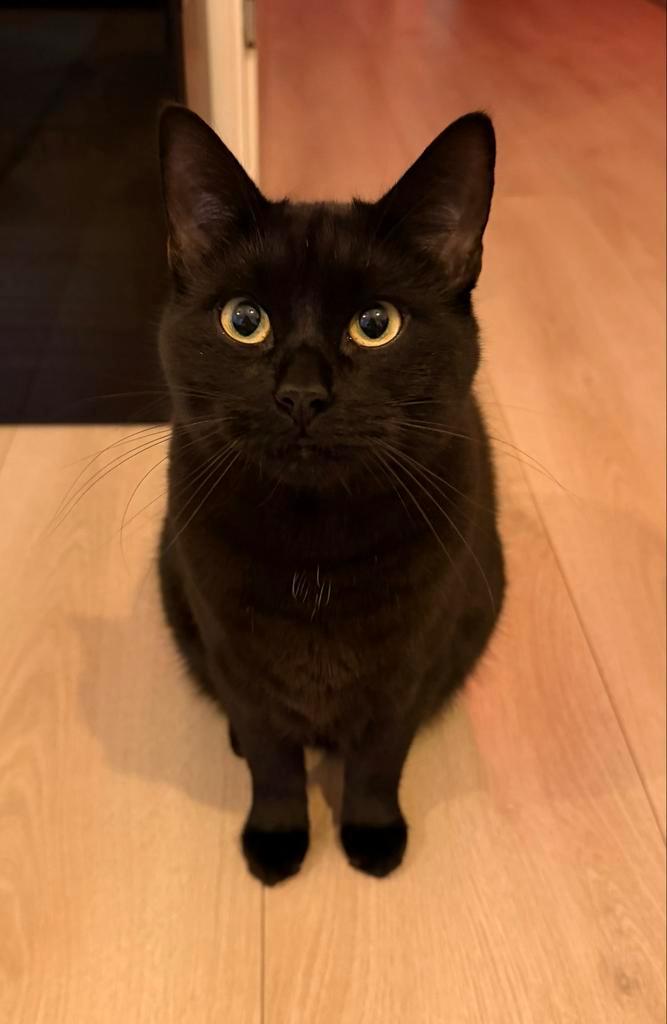 Kat zoekt nieuw huisje/eigenaar, Dieren en Toebehoren, Katten en Kittens | Overige Katten, Kater