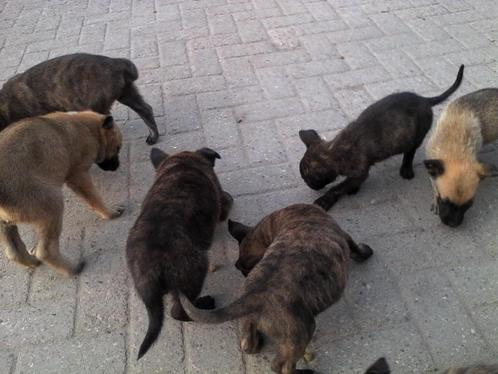 Mooie Hollandse herder pups te koop., Dieren en Toebehoren, Honden | Herdershonden en Veedrijvers, Meerdere dieren, Herder, Particulier