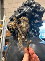 Opgezette Kruisbek met dennenappel, Ophalen of Verzenden