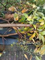 Boomstronken voor vuurhaard - Gratis ophalen!, Tuin en Terras, Ophalen, Gebruikt, Overige typen