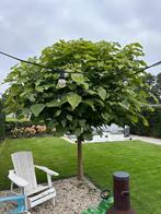Catalpa, Tuin en Terras, Planten | Bomen, 100 tot 250 cm, Zomer, Ophalen, Volle zon