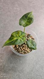 Alocasia Regal Shield Aurea /Gold Variegata, Ophalen of Verzenden, Overige soorten, Minder dan 100 cm