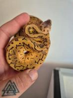 Nr manderin pastel pinstripe dh dg pied, Dieren en Toebehoren, Reptielen en Amfibieën, Slang, 0 tot 2 jaar