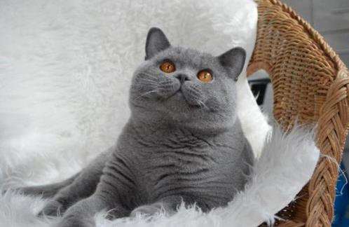 100% raszuivere KITTENS Britse korthaar ( foto1 mama), Dieren en Toebehoren, Katten en Kittens | Raskatten | Korthaar, Poes