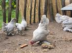 2 sabelpootkriel hennen van 1,5 jaar oud met 5 kuikens, Dieren en Toebehoren, Pluimvee, Meerdere dieren, Kip