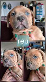 Ons laatste bully/bordeauxdog reu mag het nest verlaten *🏡, Dieren en Toebehoren, Overige rassen, 8 tot 15 weken, Meerdere, Meerdere dieren