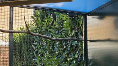 Diverse buulbuuls te koop!, Dieren en Toebehoren, Vogels | Overige Vogels, Tropenvogel, Meerdere dieren, Geringd
