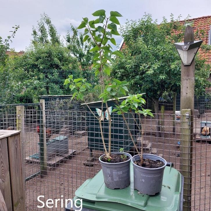 Sering stekken, Tuin en Terras, Planten | Struiken en Hagen, Struik, Overige soorten, Minder dan 100 cm, Ophalen