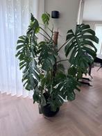 Prachtige Grote Monstera Deliciosa 180cm (zonder pot), Ophalen, Overige soorten, Halfschaduw, 150 tot 200 cm