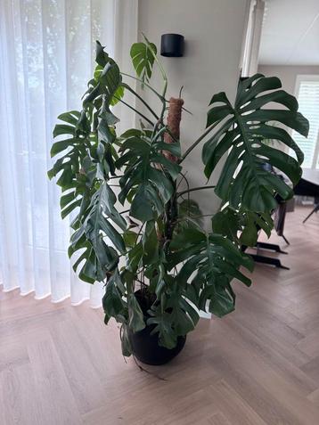 Prachtige Grote Monstera Deliciosa 180cm (zonder pot) beschikbaar voor biedingen