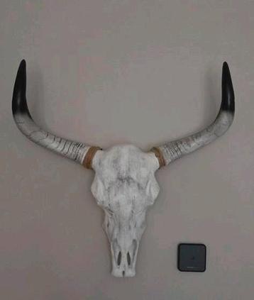 Longhorn spanwijdte 75 cm beschikbaar voor biedingen