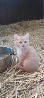 4 mooie kittens rode poesjes, Dieren en Toebehoren, Katten en Kittens | Overige Katten