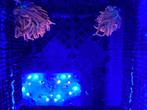 Zeeaquarium anemoon te koop, Dieren en Toebehoren, Vissen | Aquariumvissen, Overige typen, Zoutwatervis