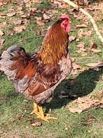 Wyandotte kriel haan., Dieren en Toebehoren, Mannelijk, Kip
