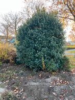 Gratis grote Portugese Laurier, Tuin en Terras, Planten | Bomen, Ophalen of Verzenden, Halfschaduw, Overige soorten, 100 tot 250 cm