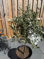 Olijf boom ongv. 1 meter, Tuin en Terras, Planten | Bomen, Ophalen, Olijfboom, 100 tot 250 cm