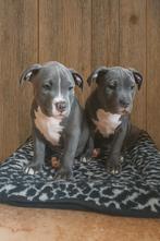 Hoog segment American bully pups ABKC stambomen 2 teefjes, Dieren en Toebehoren, Honden | Bulldogs, Pinschers en Molossers, Overige rassen