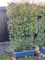 Viburnum tinus scherm 100 x180 cm nu voor €99,00, Ophalen of Verzenden, Overige soorten, Minder dan 100 cm