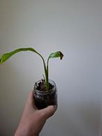 3 kamerplanten met glazen potten, Ophalen of Verzenden, Overige soorten, Minder dan 100 cm