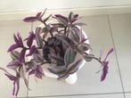 Tradescantia, Huis en Inrichting, Woonaccessoires | Kransen, Ophalen, Zo goed als nieuw