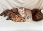 ❀ 5 prachtige Britse korthaar kittens  ❀, Dieren en Toebehoren, Katten en Kittens | Raskatten | Korthaar, Meerdere dieren, Ontwormd